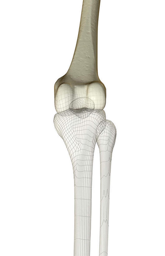 膝盖,动脉,静脉,骨骼,无人,竖图,插画,x光片,室内,白天,白色背景,正面,数码,科技,静物,阴影,辐射,科学,网络,医学,骨头,高光,几何,计算机图形,合成,图画,画,模型,人体,电脑合成图,数码合成图,骨架,医疗,生物学,科学技术,x射线,x光,漫画,生理学,写实,具体,具象,髁骨,彩图,电磁波,电磁辐射
