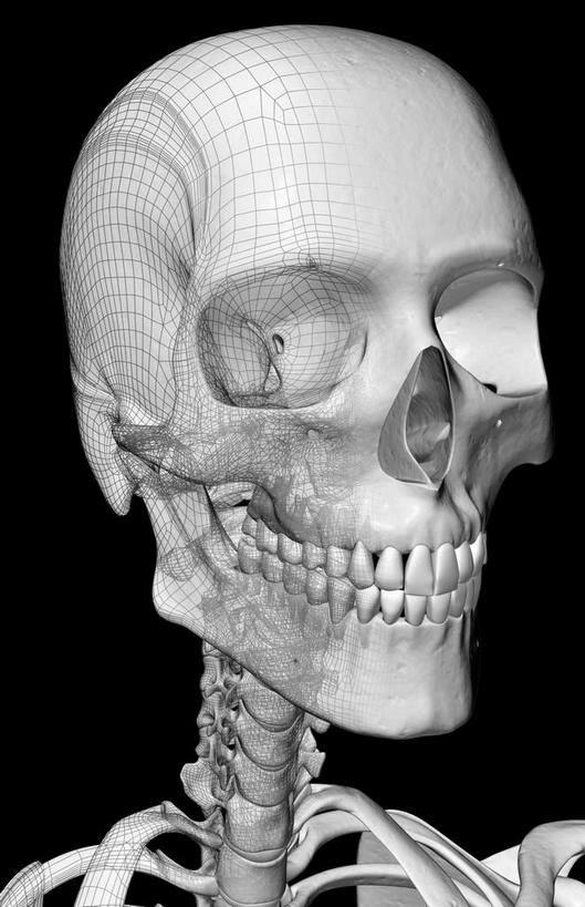 脖子,颅骨,动脉,静脉,骨骼,无人,竖图,插画,x光片,室内,特写,白天,正面,数码,科技,静物,阴影,黑色背景,辐射,科学,网络,医学,骨头,高光,几何,计算机图形,合成,图画,画,模型,人体,电脑合成图,数码合成图,骨架,医疗,生物学,科学技术,x射线,x光,漫画,生理学,写实,具体,具象,颈椎骨,头盖骨,脖,颈,颈部,彩图,电磁波,电磁辐射