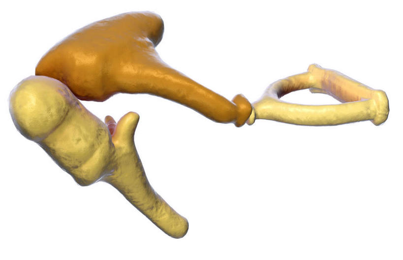 动脉,静脉,骨骼,无人,横图,插画,室内,特写,白天,白色背景,正面,数码,科技,静物,阴影,网络,医学,骨头,高光,几何,计算机图形,合成,图画,画,模型,人体,电脑合成图,数码合成图,骨架,生物学,漫画,砧骨,生理学,写实,具体,具象,锤骨,彩图,听小骨