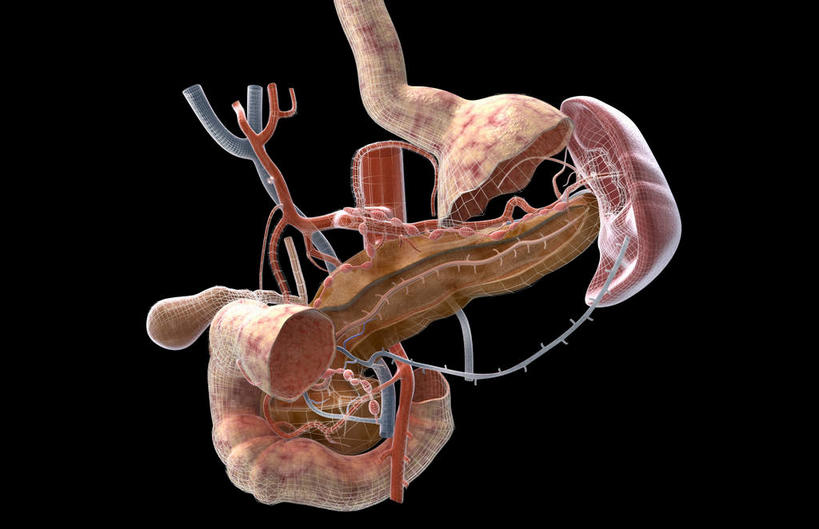 内脏,胰腺,动脉,静脉,无人,横图,插画,室内,白天,正面,数码,科技,静物,阴影,黑色背景,网络,医学,高光,几何,计算机图形,合成,图画,画,红色,模型,人体,电脑合成图,数码合成图,生物学,人体器官,器官,漫画,生理学,写实,具体,具象,胰腺管,彩图