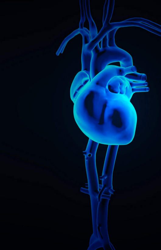 内脏,肺,心脏,动脉,静脉,无人,竖图,插画,室内,白天,正面,数码,科技,静物,阴影,黑色背景,发光,网络,医学,高光,几何,计算机图形,合成,图画,画,蓝色,模型,人体,电脑合成图,数码合成图,生物学,人体器官,器官,漫画,心血管,心房,心室,生理学,写实,具体,具象,下腔静脉,上腔静脉,降主动脉,腔静脉,肺部,肺脏,心,半身,彩图