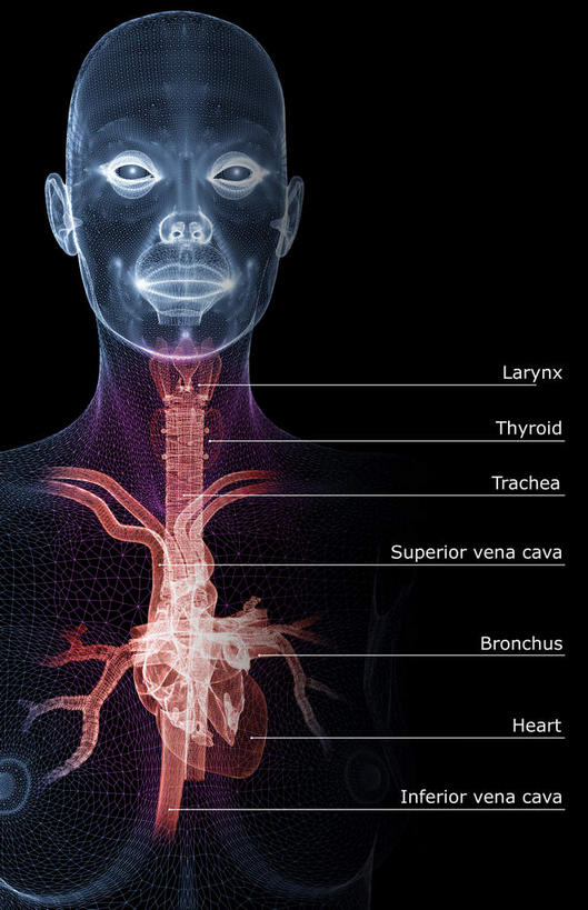 内脏,心脏,动脉,静脉,骨骼,无人,竖图,x光片,室内,白天,正面,数码,科技,静物,阴影,黑色背景,发光,辐射,科学,网络,医学,英文,标志,文字,字符,字母,骨头,高光,几何,计算机图形,合成,标识,红色,模型,解说,人体,说明,英文字母,电脑合成图,数码合成图,骨架,医疗,生物学,科学技术,x射线,器官,x光,心血管,心房,心室,生理学,写实,具体,具象,喉,阐明,申明,注解,注明,下腔静脉,上腔静脉,胸腺,肺静脉,腔静脉,心,半身,彩图,电磁波,电磁辐射