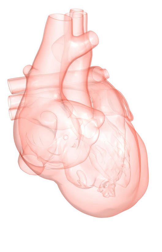 内脏,心脏,动脉,静脉,无人,竖图,插画,室内,白天,白色背景,正面,数码,科技,静物,阴影,网络,医学,高光,几何,计算机图形,合成,图画,画,红色,模型,人体,电脑合成图,数码合成图,生物学,人体器官,器官,漫画,心血管,心房,心室,生理学,写实,具体,具象,右心室,肺静脉,左心室,中庭,心,彩图