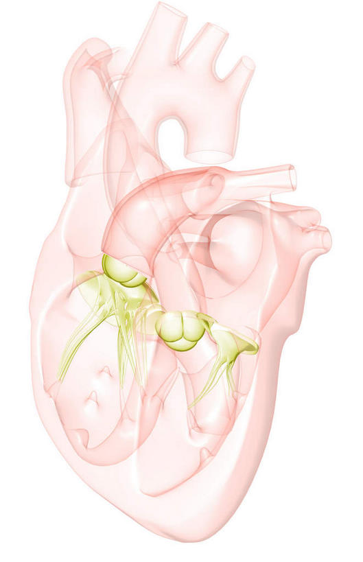 内脏,心脏,动脉,静脉,无人,竖图,插画,室内,白天,白色背景,正面,数码,科技,静物,阴影,网络,医学,高光,几何,计算机图形,合成,图画,画,模型,人体,电脑合成图,数码合成图,生物学,人体器官,解剖,器官,漫画,心血管,心房,心室,生理学,写实,具体,具象,右心室,上腔静脉,右心房,二尖瓣,房室瓣,主动脉瓣,乳头肌,心,彩图,剖解