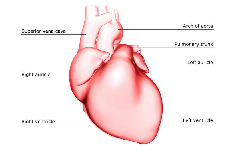内脏,心脏,动脉,静脉,无人,横图,插画,室内,白天,白色背景,正面,数码,科技,静物,阴影,网络,医学,英文,标志,文字,字符,字母,高光,几何,计算机图形,合成,图画,标识,画,红色,模型,解说,人体,说明,英文字母,电脑合成图,数码合成图,生物学,人体器官,器官,漫画,心血管,心房,心室,生理学,写实,具体,具象,右心室,阐明,申明,注解,注明,上腔静脉,右心耳,右心房,心,彩图