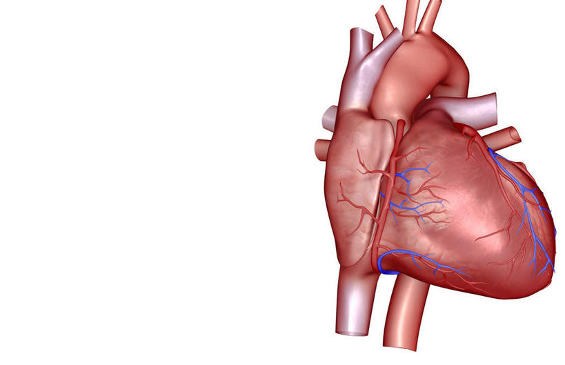 内脏,心脏,动脉,静脉,血管,无人,横图,插画,室内,白天,白色背景,正面,数码,科技,静物,阴影,网络,医学,高光,几何,计算机图形,合成,图画,画,红色,模型,人体,电脑合成图,数码合成图,生物学,人体器官,器官,漫画,心血管,心房,心室,生理学,写实,具体,具象,肺动脉,肺静脉,冠状沟,前室间沟,心,彩图