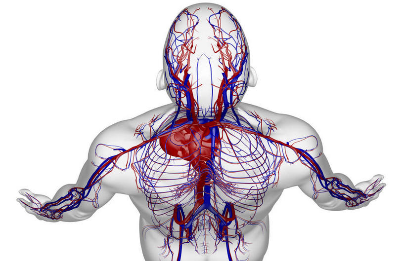 骨骼,无人,横图,x光片,室内,白天,白色背景,正面,数码,科技,阴影,辐射,科学,网络,医学,骨头,高光,几何,计算机图形,合成,皮肤,电脑合成图,数码合成图,骨架,医疗,科学技术,x射线,x光,写实,具体,具象,锁骨下动脉,锁骨下静脉,腋动脉,腋静脉,半身,彩图,电磁波,电磁辐射
