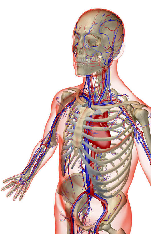 骨骼,无人,竖图,x光片,室内,白天,白色背景,正面,数码,科技,阴影,辐射,科学,网络,医学,骨头,高光,几何,计算机图形,合成,电脑合成图,数码合成图,骨架,医疗,科学技术,x射线,x光,写实,具体,具象,髂静脉,髂外动脉,髂外静脉,腰部,半身,彩图,电磁波,电磁辐射
