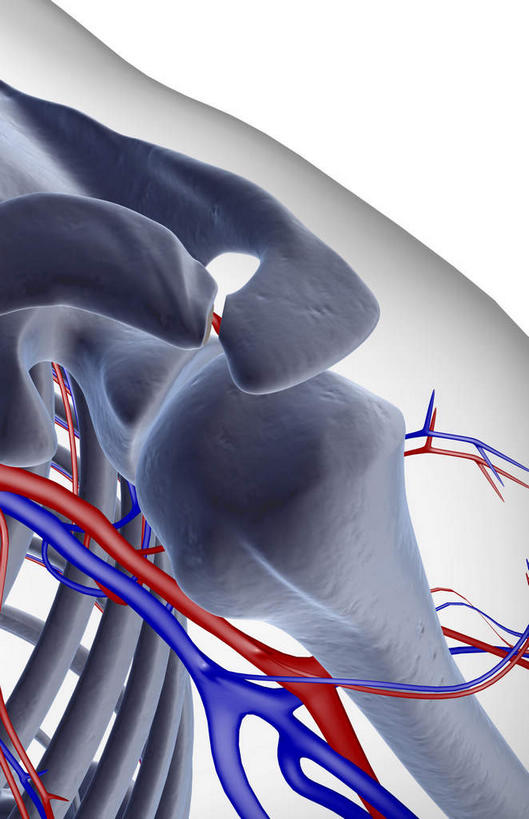 骨骼,血管,无人,竖图,x光片,室内,白天,白色背景,正面,数码,科技,阴影,辐射,科学,网络,医学,骨头,高光,几何,计算机图形,合成,肩膀,皮肤,电脑合成图,数码合成图,骨架,医疗,科学技术,x射线,x光,写实,具体,具象,腋动脉,腋静脉,半身,彩图,电磁波,电磁辐射