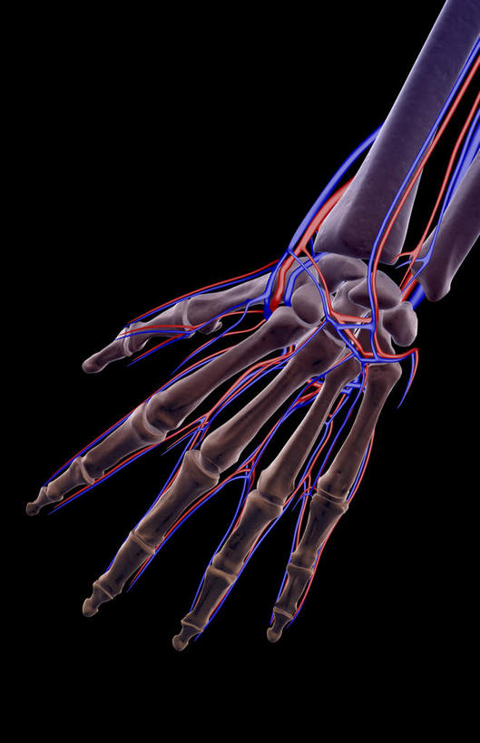 手,骨骼,无人,竖图,x光片,室内,白天,正面,数码,科技,阴影,黑色背景,辐射,科学,网络,医学,骨头,高光,几何,计算机图形,合成,手部,手指,皮肤,电脑合成图,数码合成图,骨架,医疗,科学技术,x射线,x光,写实,具体,具象,桡动脉,桡静脉,掌背动脉,半身,彩图,电磁波,电磁辐射