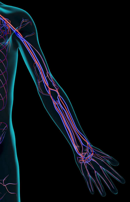 静脉,骨骼,无人,竖图,x光片,室内,白天,正面,数码,科技,阴影,黑色背景,辐射,科学,网络,医学,骨头,高光,几何,计算机图形,合成,皮肤,电脑合成图,数码合成图,骨架,医疗,科学技术,x射线,x光,写实,具体,具象,肱静脉,桡静脉,肘静脉,手臂,半身,彩图,电磁波,电磁辐射