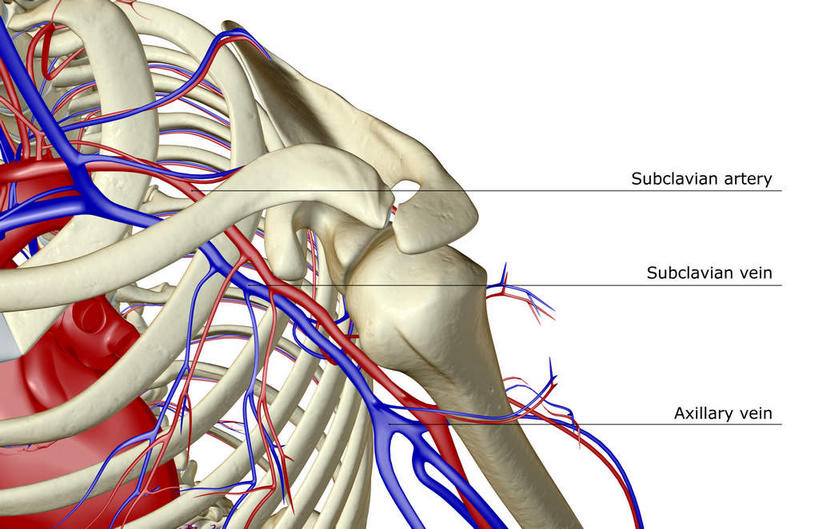 骨骼,无人,横图,x光片,室内,白天,白色背景,正面,数码,科技,阴影,辐射,科学,网络,医学,英文,标志,文字,字符,字母,骨头,高光,几何,计算机图形,合成,标识,肩膀,解说,说明,皮肤,英文字母,电脑合成图,数码合成图,骨架,医疗,科学技术,x射线,x光,写实,具体,具象,阐明,申明,注解,注明,腋动脉,腋静脉,半身,彩图,电磁波,电磁辐射