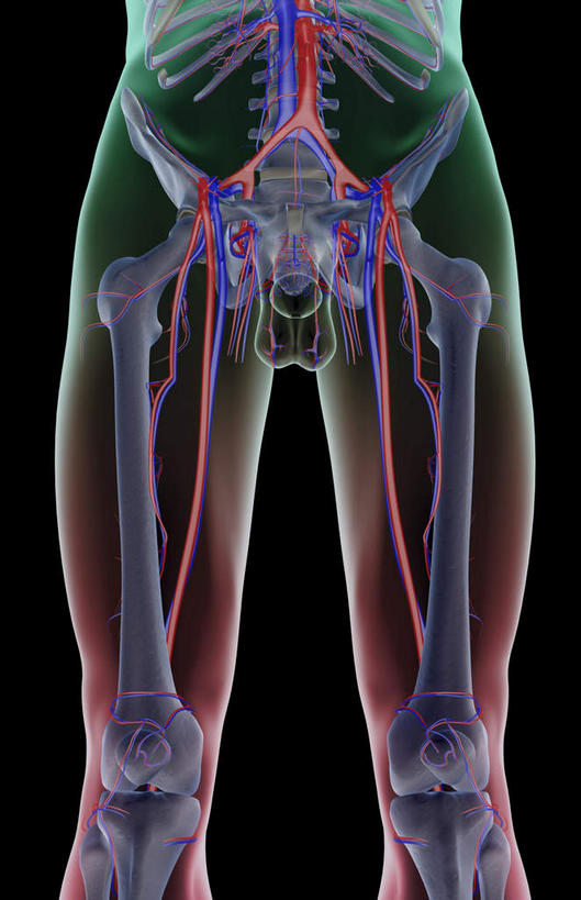腿部,骨骼,骨盆,血管,腿,无人,竖图,x光片,室内,白天,正面,数码,科技,阴影,黑色背景,辐射,科学,网络,医学,骨头,高光,几何,计算机图形,合成,皮肤,电脑合成图,数码合成图,骨架,医疗,科学技术,x射线,x光,写实,具体,具象,股动脉,股静脉,髂动脉,髂静脉,髂内动脉,髂内静脉,髂外动脉,髂外静脉,半身,彩图,电磁波,电磁辐射