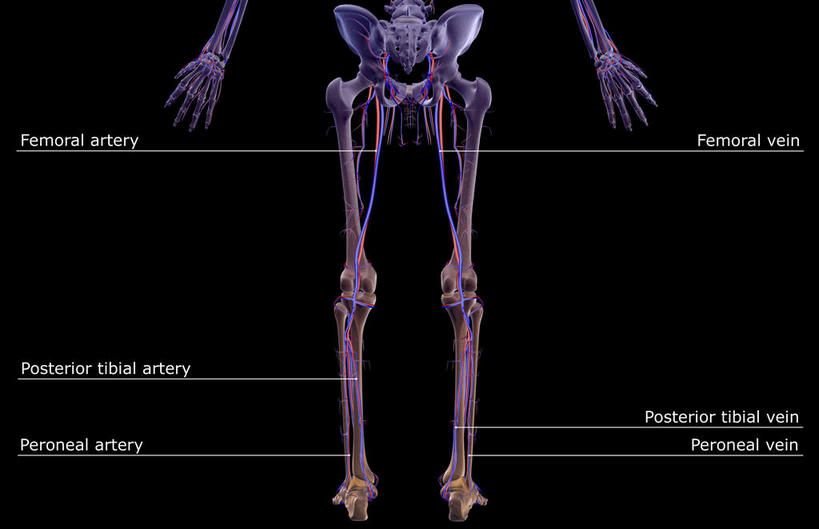 腿部,骨骼,腿,无人,横图,x光片,室内,白天,正面,数码,科技,阴影,黑色背景,辐射,科学,网络,医学,英文,标志,文字,字符,字母,骨头,高光,几何,计算机图形,合成,标识,血液,解说,说明,英文字母,电脑合成图,数码合成图,骨架,医疗,科学技术,x射线,x光,写实,具体,具象,阐明,申明,注解,注明,股动脉,股静脉,胫后静脉,半身,彩图,电磁波,电磁辐射
