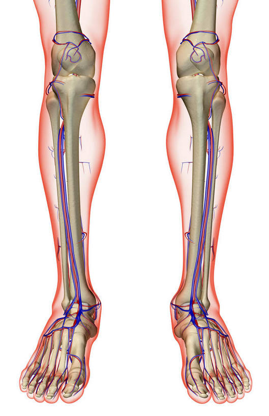 腿部,脚,脚趾,脚趾甲,骨骼,腿,无人,竖图,x光片,室内,白天,白色背景,正面,数码,科技,阴影,辐射,科学,网络,医学,骨头,高光,几何,计算机图形,合成,皮肤,电脑合成图,数码合成图,骨架,医疗,科学技术,x射线,x光,写实,具体,具象,足背动脉,足背静脉,脚指甲,半身,彩图,电磁波,电磁辐射