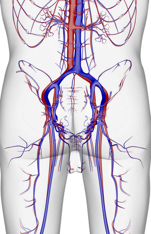 骨骼,骨盆,血管,无人,竖图,x光片,室内,白天,白色背景,正面,数码,科技,阴影,辐射,科学,网络,医学,骨头,高光,几何,计算机图形,合成,血液,皮肤,电脑合成图,数码合成图,骨架,医疗,科学技术,x射线,x光,写实,具体,具象,盆腔,半身,彩图,电磁波,电磁辐射