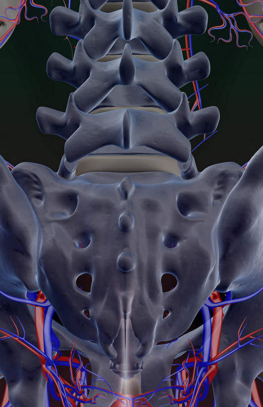 骨骼,骨盆,血管,无人,竖图,x光片,室内,白天,正面,数码,科技,阴影,黑色背景,辐射,科学,网络,医学,骨头,高光,几何,计算机图形,合成,电脑合成图,数码合成图,骨架,医疗,科学技术,x射线,x光,写实,具体,具象,脊椎动脉,半身,彩图,电磁波,电磁辐射