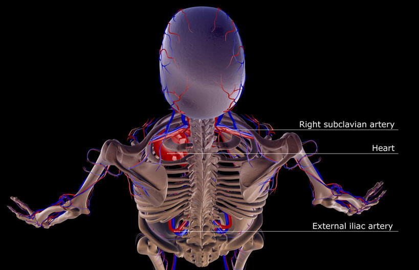 脸,头,脸颊,骨骼,关节,无人,横图,x光片,室内,白天,正面,数码,科技,阴影,黑色背景,辐射,科学,网络,医学,英文,标志,文字,字符,字母,骨头,高光,几何,计算机图形,合成,标识,解说,说明,英文字母,电脑合成图,数码合成图,骨架,医疗,科学技术,x射线,x光,写实,具体,具象,阐明,申明,注解,注明,锁骨下动脉,锁骨下静脉,腋动脉,腋静脉,头部,手臂,脸部,脸蛋,面部,半身,彩图,电磁波,电磁辐射