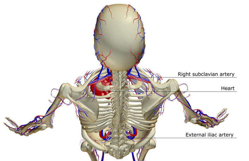 头,动脉,骨骼,无人,横图,x光片,室内,白天,白色背景,正面,数码,科技,阴影,辐射,科学,网络,医学,英文,标志,文字,字符,字母,骨头,高光,几何,计算机图形,合成,标识,肩膀,解说,说明,英文字母,电脑合成图,数码合成图,骨架,医疗,科学技术,x射线,x光,写实,具体,具象,阐明,申明,注解,注明,锁骨下动脉,锁骨下静脉,腋动脉,腋静脉,头部,半身,彩图,电磁波,电磁辐射