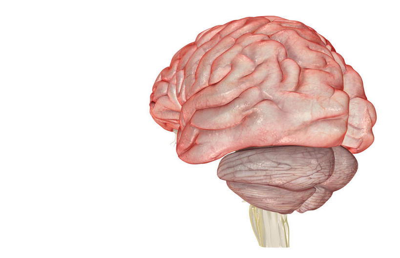 动脉,骨骼,血管,无人,横图,x光片,室内,白天,白色背景,正面,数码,科技,大脑,阴影,辐射,科学,网络,医学,骨头,高光,几何,计算机图形,合成,电脑合成图,数码合成图,骨架,医疗,科学技术,x射线,器官,沟壑,x光,小脑,脑干,写实,具体,具象,大脑皮层,端脑,沟,灰质,回,间脑,枕叶,彩图,电磁波,电磁辐射