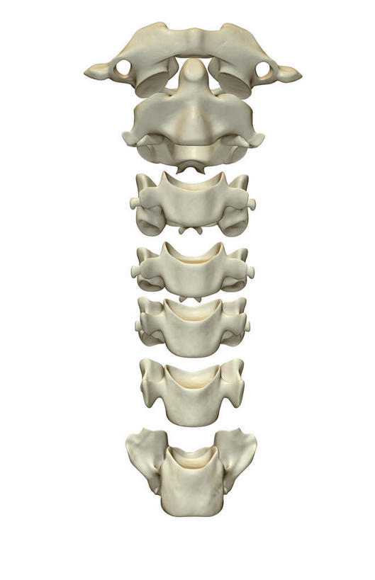 骨骼,无人,竖图,x光片,室内,白天,白色背景,正面,数码,科技,阴影,辐射,科学,网络,医学,骨头,高光,几何,计算机图形,合成,电脑合成图,数码合成图,骨架,医疗,科学技术,x射线,x光,写实,具体,具象,颈椎,颈椎骨,彩图,电磁波,电磁辐射