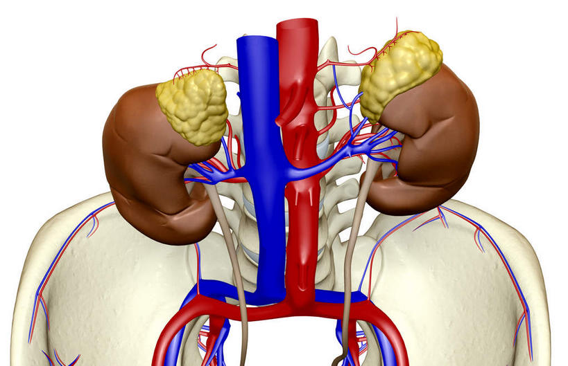 内脏,肾脏,动脉,静脉,血管,无人,竖图,插画,室内,白天,白色背景,正面,数码,科技,静物,阴影,网络,医学,高光,几何,计算机图形,合成,图画,画,红色,模型,血液,人体,电脑合成图,数码合成图,生物学,人体器官,器官,漫画,输尿管,生理学,写实,具体,具象,肾上腺,肾静脉,降主动脉,彩图