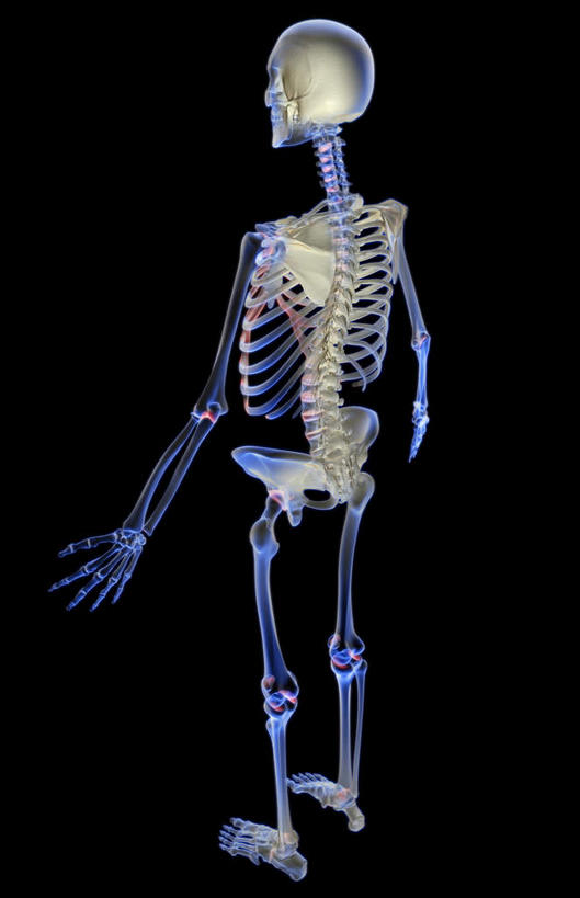 骨骼,肋骨,无人,竖图,俯视,x光片,室内,白天,数码,科技,阴影,黑色背景,发光,辐射,科学,网络,医学,骨头,高光,几何,计算机图形,合成,蓝色,电脑合成图,数码合成图,骨架,医疗,科学技术,x射线,x光,写实,具体,具象,骨骼系统,半身,彩图,高角度拍摄,全身,电磁波,电磁辐射
