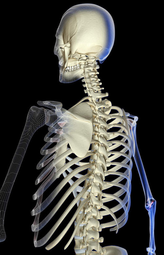 肩胛骨,骨骼,无人,竖图,x光片,室内,白天,正面,数码,科技,阴影,黑色背景,发光,辐射,科学,网络,医学,骨头,高光,几何,计算机图形,合成,蓝色,电脑合成图,数码合成图,骨架,医疗,科学技术,x射线,x光,写实,具体,具象,彩图,电磁波,电磁辐射