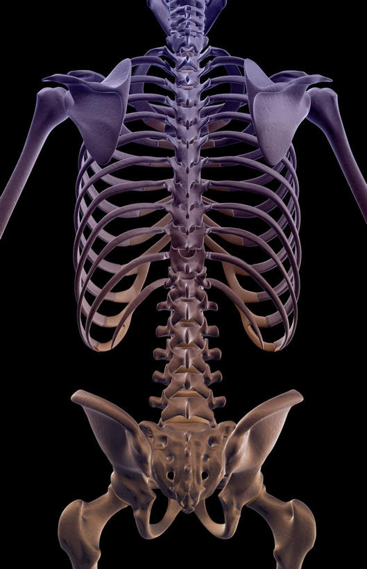 脊髓,骨骼,无人,竖图,x光片,室内,白天,正面,数码,科技,阴影,黑色背景,辐射,科学,网络,医学,骨头,高光,几何,计算机图形,合成,电脑合成图,数码合成图,骨架,医疗,科学技术,x射线,x光,写实,具体,具象,尾骨,腰椎,骶椎,脊柱,彩图,电磁波,电磁辐射