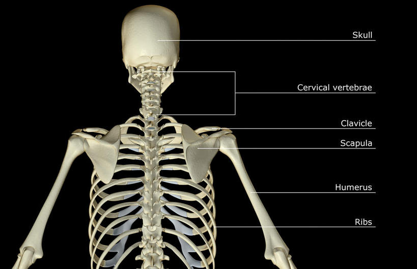 肩关节,肩胛骨,骨骼,无人,横图,x光片,室内,白天,正面,数码,科技,阴影,黑色背景,辐射,科学,网络,医学,英文,标志,文字,字符,字母,骨头,高光,几何,计算机图形,合成,标识,解说,说明,英文字母,电脑合成图,数码合成图,骨架,医疗,科学技术,x射线,x光,写实,具体,具象,阐明,申明,注解,注明,胸椎骨,彩图,电磁波,电磁辐射