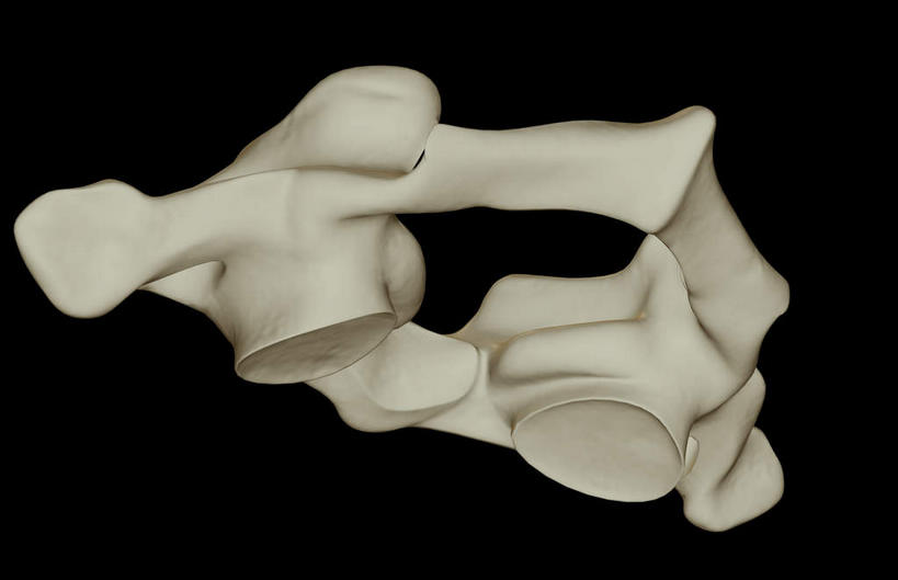 脊髓,骨骼,无人,横图,x光片,室内,白天,正面,数码,科技,阴影,黑色背景,辐射,科学,网络,医学,骨头,高光,几何,计算机图形,合成,一个,单个,电脑合成图,数码合成图,骨架,医疗,科学技术,x射线,x光,写实,具体,具象,颈椎骨,脊柱,彩图,电磁波,电磁辐射