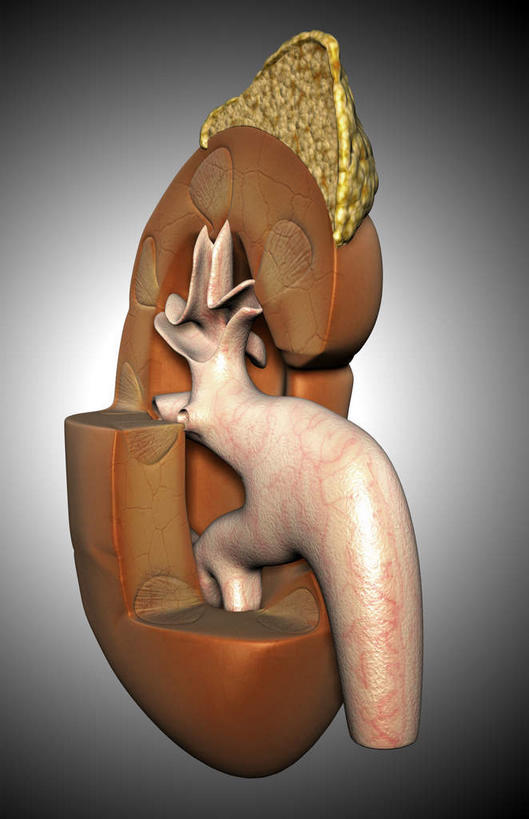 内脏,肾脏,动脉,静脉,无人,竖图,插画,室内,特写,白天,白色背景,正面,数码,科技,静物,阴影,网络,医学,高光,几何,计算机图形,合成,图画,画,模型,人体,电脑合成图,数码合成图,生物学,人体器官,器官,漫画,生理学,写实,具体,具象,肾窦,肾上腺,肾皮质,肾髓质,彩图