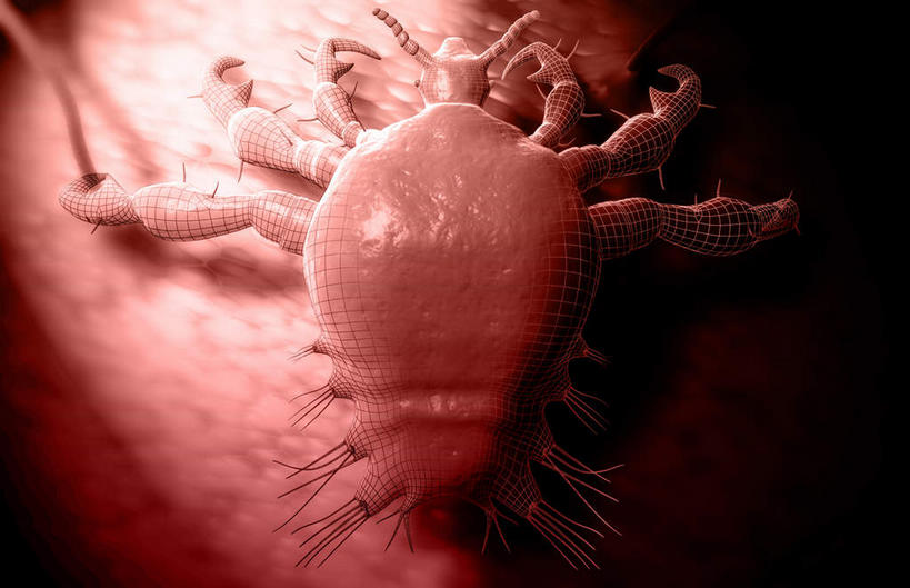 内脏,动脉,静脉,无人,横图,插画,室内,特写,白天,白色背景,正面,数码,科技,静物,阴影,网络,医学,高光,几何,计算机图形,合成,图画,画,模型,人体,皮肤,电脑合成图,数码合成图,疾病,生物学,人体器官,器官,漫画,虱子,生理学,写实,具体,具象,彩图