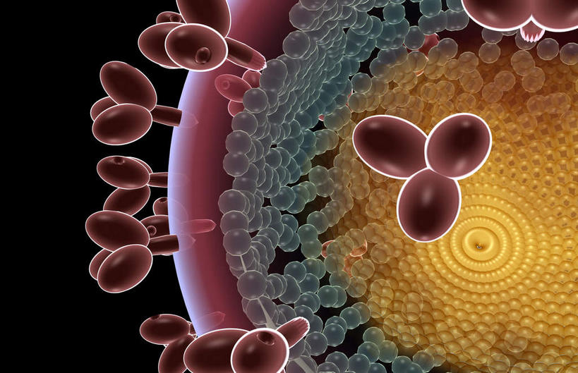 无人,横图,插画,室内,特写,白天,正面,数码,科技,静物,阴影,发光,网络,医学,细胞,高光,几何,计算机图形,合成,图画,画,红色,人体,电脑合成图,数码合成图,疾病,生物学,艾滋病,漫画,生理学,写实,具体,具象,传染,传染病,HIV病毒,后天性免疫缺陷症候群,获得性免疫缺陷综合症,流行症,慢性病,人类免疫缺陷病毒,症候群,综合症,致命,艾滋,艾滋病病毒,彩图,感染