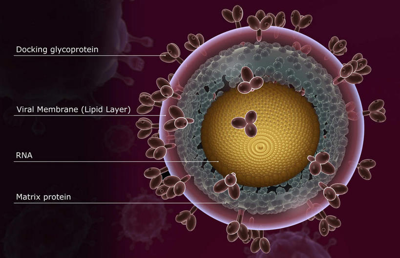 无人,横图,插画,室内,特写,白天,正面,数码,科技,静物,阴影,发光,网络,医学,英文,标志,文字,细胞,字符,字母,高光,几何,计算机图形,合成,图画,标识,画,红色,解说,人体,说明,英文字母,电脑合成图,数码合成图,疾病,生物学,艾滋病,漫画,生理学,写实,具体,具象,传染,阐明,申明,注解,注明,传染病,HIV病毒,后天性免疫缺陷症候群,获得性免疫缺陷综合症,流行症,慢性病,人类免疫缺陷病毒,症候群,综合症,致命,艾滋,艾滋病病毒,彩图,感染