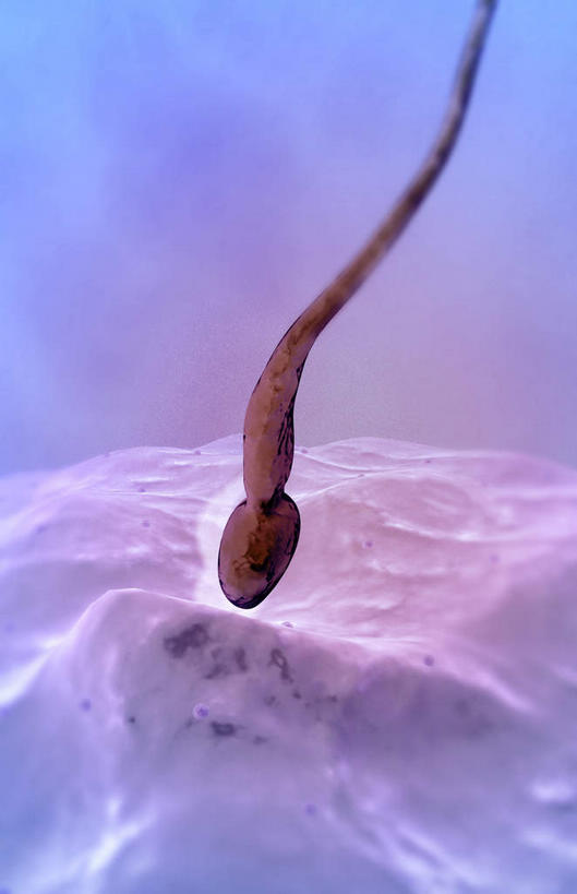 无人,竖图,插画,室内,特写,白天,正面,数码,科技,静物,阴影,网络,医学,细胞,高光,几何,计算机图形,合成,图画,画,精子,人体,生长,成长,电脑合成图,数码合成图,生物学,发育,卵子,漫画,生理学,写实,具体,具象,受精,受精作用,彩图,受精卵