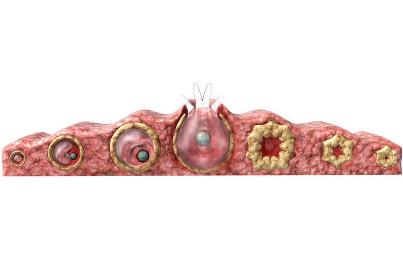 无人,横图,插画,室内,特写,白天,白色背景,正面,数码,科技,静物,阴影,网络,医学,细胞,高光,几何,计算机图形,合成,图画,画,人体,电脑合成图,数码合成图,生物学,解剖,卵子,横截面,漫画,生理学,写实,具体,具象,卵泡,排卵,黄体,彩图,剖解