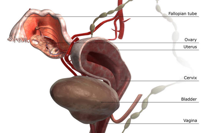 子宫,阴道,无人,横图,插画,室内,特写,白天,白色背景,正面,数码,科技,静物,阴影,网络,医学,英文,标志,文字,细胞,字符,字母,高光,几何,计算机图形,合成,图画,标识,画,解说,人体,说明,英文字母,电脑合成图,数码合成图,生物学,漫画,输卵管,生理学,写实,具体,具象,阐明,申明,注解,注明,女性生殖器官,彩图,生殖器官,生殖系统