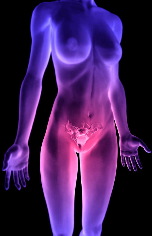 卵巢,子宫,阴道,无人,竖图,插画,室内,特写,白天,正面,数码,科技,静物,阴影,黑色背景,发光,网络,医学,细胞,高光,几何,计算机图形,系统,合成,图画,画,紫色,人体,电脑合成图,数码合成图,生物学,漫画,输卵管,生理学,写实,具体,具象,内分泌系统,女性生殖器官,彩图,生殖器官,生殖系统