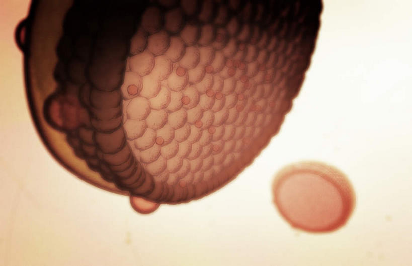 无人,横图,插画,室内,特写,白天,正面,数码,科技,静物,阴影,网络,医学,圆形,细胞,高光,几何,计算机图形,合成,图画,画,两个,人体,电脑合成图,数码合成图,生物学,蛋白质,漫画,生理学,写实,具体,具象,脂蛋白,彩图