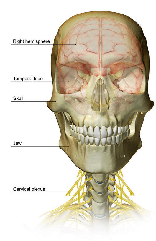 动脉,静脉,骨骼,无人,竖图,插画,室内,特写,白天,白色背景,正面,数码,科技,静物,阴影,辐射,科学,网络,医学,英文,标志,文字,字符,字母,骨头,高光,几何,计算机图形,合成,图画,标识,画,模型,解说,人体,说明,英文字母,电脑合成图,数码合成图,骨架,生物学,科学技术,x射线,x光,漫画,生理学,写实,具体,具象,额叶,阐明,申明,注解,注明,颈神经,颈丛,半身,彩图,电磁波,电磁辐射
