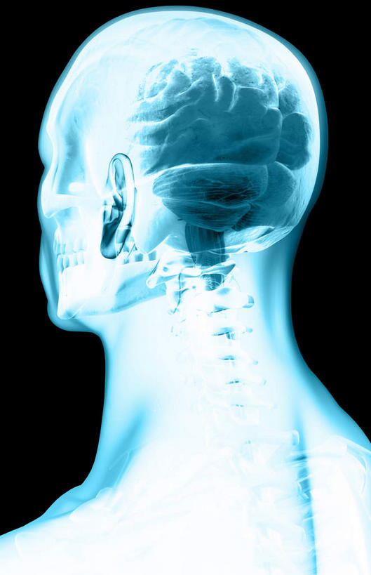 动脉,静脉,骨骼,无人,竖图,插画,室内,特写,白天,正面,数码,科技,静物,大脑,阴影,黑色背景,发光,辐射,科学,网络,医学,骨头,高光,几何,计算机图形,合成,图画,画,蓝色,模型,人体,电脑合成图,数码合成图,骨架,生物学,科学技术,x射线,器官,沟壑,x光,漫画,小脑,脑干,生理学,写实,具体,具象,大脑皮层,端脑,沟,灰质,回,间脑,枕叶,半身,彩图,电磁波,电磁辐射