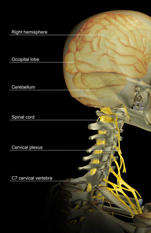 动脉,静脉,骨骼,无人,竖图,插画,室内,特写,白天,正面,数码,科技,静物,大脑,阴影,黑色背景,辐射,科学,网络,医学,英文,标志,文字,字符,字母,骨头,高光,几何,计算机图形,合成,图画,标识,画,模型,解说,人体,说明,英文字母,电脑合成图,数码合成图,骨架,生物学,科学技术,x射线,器官,沟壑,x光,漫画,小脑,脑干,生理学,写实,具体,具象,大脑皮层,端脑,沟,灰质,回,间脑,枕叶,阐明,申明,注解,注明,颈神经,颈丛,半身,彩图,电磁波,电磁辐射