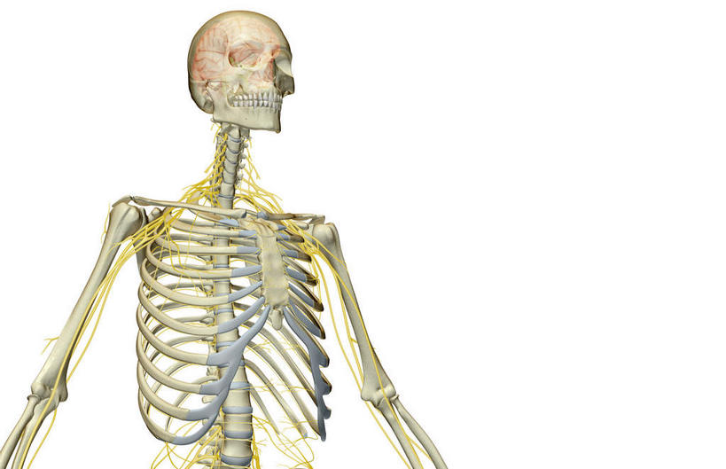 动脉,静脉,骨骼,无人,横图,插画,室内,特写,白天,白色背景,正面,数码,科技,静物,阴影,辐射,科学,网络,医学,骨头,高光,几何,计算机图形,合成,图画,画,黄色,模型,人体,电脑合成图,数码合成图,骨架,生物学,科学技术,x射线,x光,漫画,生理学,写实,具体,具象,胸神经,腋神经,半身,彩图,电磁波,电磁辐射