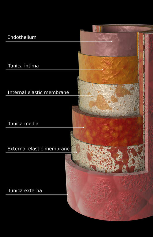 内脏,动脉,静脉,血管,无人,竖图,室内,特写,白天,正面,数码,科技,静物,阴影,黑色背景,网络,医学,英文,标志,文字,字符,字母,高光,几何,计算机图形,合成,标识,红色,模型,解说,人体,说明,英文字母,电脑合成图,数码合成图,生物学,人体器官,器官,生理学,写实,具体,具象,阐明,申明,注解,注明,动脉壁,彩图,血管壁