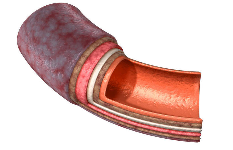 内脏,动脉,静脉,血管,无人,横图,室内,特写,白天,白色背景,正面,数码,科技,静物,阴影,网络,医学,高光,几何,计算机图形,合成,红色,模型,人体,电脑合成图,数码合成图,生物学,人体器官,器官,生理学,写实,具体,具象,动脉壁,内膜,中膜,彩图,血管壁