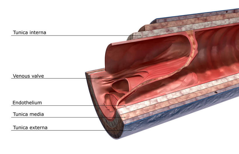 内脏,动脉,静脉,无人,横图,室内,特写,白天,白色背景,正面,数码,科技,静物,阴影,网络,医学,英文,标志,文字,字符,字母,高光,几何,计算机图形,合成,标识,红色,模型,解说,人体,说明,英文字母,电脑合成图,数码合成图,生物学,人体器官,器官,生理学,写实,具体,具象,阐明,申明,注解,注明,静脉瓣膜,静脉壁,彩图