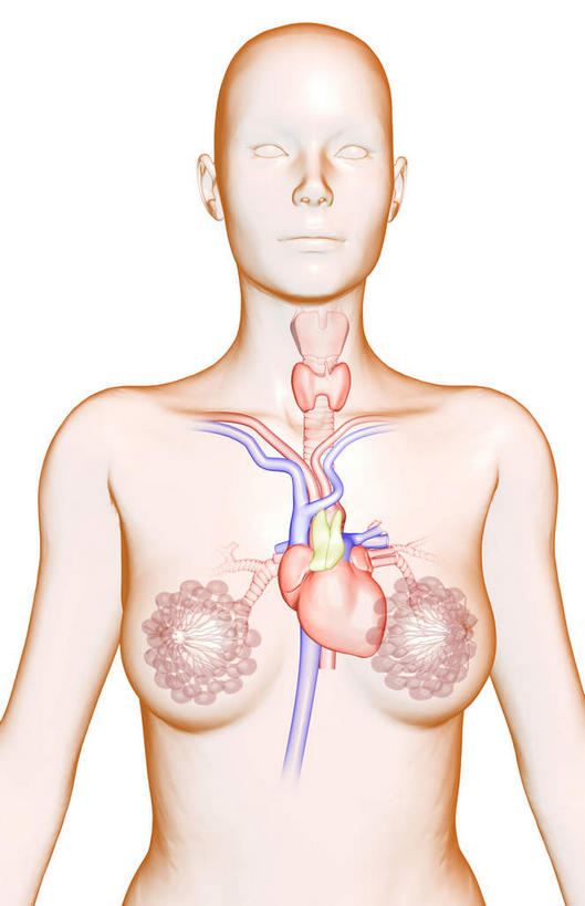 内脏,心脏,动脉,静脉,无人,竖图,插画,室内,特写,白天,白色背景,正面,数码,科技,静物,阴影,网络,医学,细胞,高光,几何,计算机图形,合成,图画,画,模型,人体,电脑合成图,数码合成图,生物学,胸腔,器官,漫画,心血管,心房,心室,生理学,写实,具体,具象,喉,甲状腺,上腔静脉,肺静脉,心,彩图