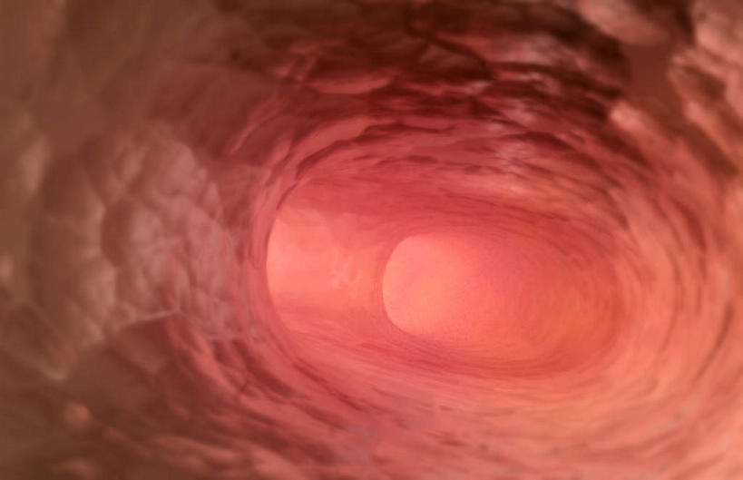 肺,无人,横图,插画,室内,特写,白天,白色背景,正面,数码,科技,静物,阴影,网络,医学,细胞,高光,几何,计算机图形,合成,图画,画,人体,电脑合成图,数码合成图,生物学,漫画,生理学,写实,具体,具象,呼吸系统,肺泡,肺部,肺脏,彩图