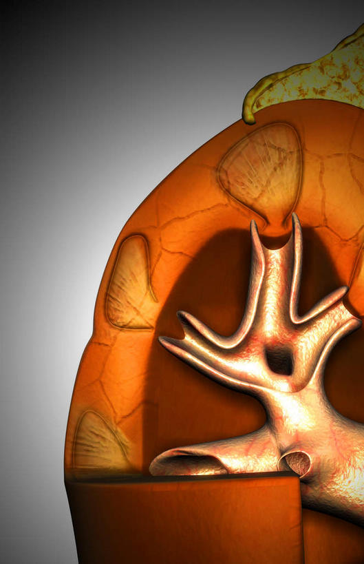 肾脏,动脉,静脉,骨骼,无人,竖图,插画,室内,特写,白天,正面,数码,科技,静物,阴影,黑色背景,辐射,科学,网络,医学,骨头,高光,几何,计算机图形,合成,图画,画,模型,人体,电脑合成图,数码合成图,骨架,生物学,科学技术,x射线,x光,漫画,生理学,写实,具体,具象,肾髓质,半身,彩图,电磁波,电磁辐射